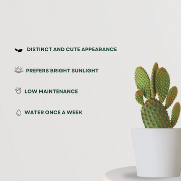Bunny ears cactus – indoor succulent